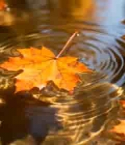 水面漂浮的秋日落叶4416#横屏 