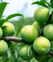 青李子挂在枝头特写素材3957#横屏 