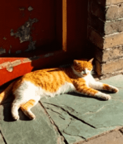 墙边晒太阳的橘白猫咪5073#横屏 