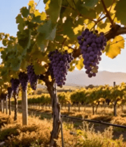 葡萄园成熟葡萄特写(1)7669#横屏 