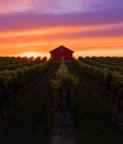 葡萄园夕阳下的红房子5443#横屏 