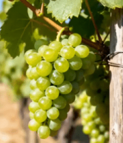 葡萄园里挂在藤上的青葡萄8285#横屏 