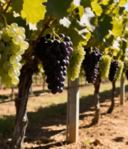 葡萄园里成熟的葡萄(1)12162#横屏 