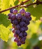 葡萄藤上带水珠的紫葡萄10497#横屏 