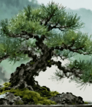 盆景松树特写1707#横屏 