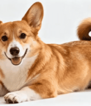 趴着的柯基犬素材7465#横屏 