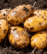 泥土上的新鲜土豆1155#横屏 