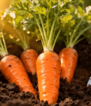 泥土中生长的新鲜胡萝卜7123#横屏 