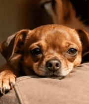 男子肩头抱小狗特写素材13108#横屏 