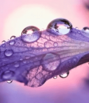 紫色植物上的晶莹露珠12825#横屏 