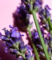 	 紫色薰衣草特写5822#横屏 