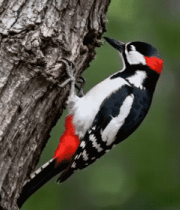 啄木鸟树干啄食素材3002#横屏 