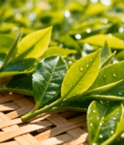 竹筛上的新鲜茶叶4874#横屏 