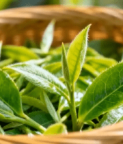 竹篮中的新鲜茶叶1575#横屏 