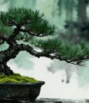 中式盆景松树特写素材6799#横屏 