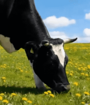 奶牛在草地牧场吃草画面324#横屏 