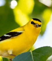 	 枝头黄色小鸟特写3711#横屏 