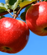 枝头红苹果特写156#横屏 
