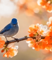 	 枝头小鸟与盛开花朵特写4554#横屏 