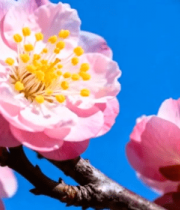 枝头绽放的粉色花朵特写8472#横屏 