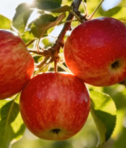 枝头红苹果特写画面12680#横屏 