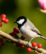 	 枝头小鸟与红果花卉特写4520#横屏 