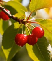 枝头樱桃特写5711#横屏 