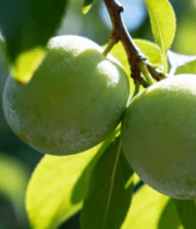 枝头青李子特写13732#横屏 