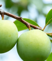 枝头青李子果实近景4731#横屏 