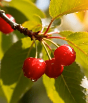 枝头樱桃特写5711#横屏 