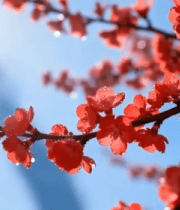 枝头绽放的带露红色花朵10027#横屏 