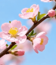 	 枝头绽放的粉色花朵8856#横屏 