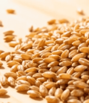 木制桌面上的小麦颗粒9512#横屏 