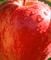 枝头带水珠的红苹果6829#横屏 