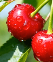 枝头带水珠的新鲜樱桃6158#横屏 