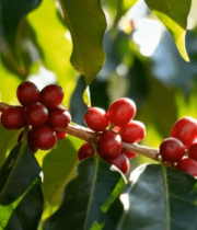 枝头成熟的红色咖啡豆12182#横屏 