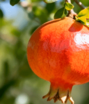 枝头成熟的石榴特写13990#横屏 