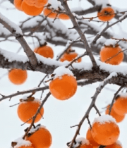 	 枝头覆雪的成熟柿子9760#横屏 