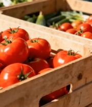 	 木箱中新鲜的西红柿11850#横屏 