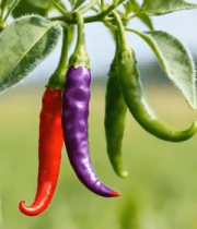 枝头彩色辣椒特写3083#横屏 