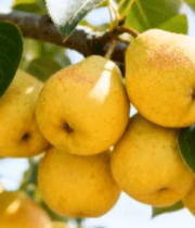 枝头成熟梨子特写素材9078#横屏 