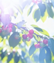 枝头成熟樱桃特写1079#横屏 