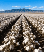 棉花种植地全景4822#横屏 