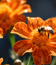 蜜蜂采蜜微距特写109#横屏 