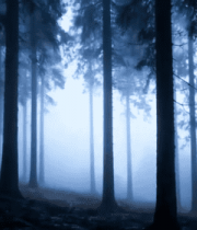 迷雾笼罩的森林树木景象14564#横屏 