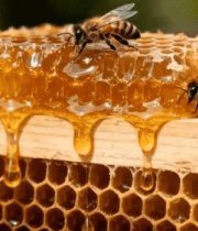 蜜蜂在蜂巢上采蜜特写6338#横屏 