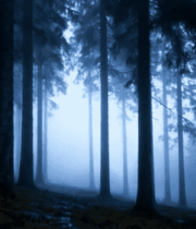 	 迷雾笼罩的森林树木景象14564#横屏 