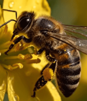 	 蜜蜂采蜜微距特写(1)8029#横屏 
