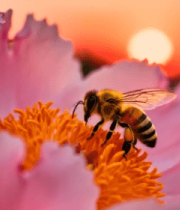 蜜蜂采蜜特写7828#横屏 