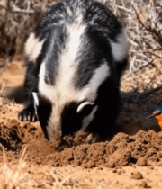 蜜獾在野外刨土场景6234#横屏 